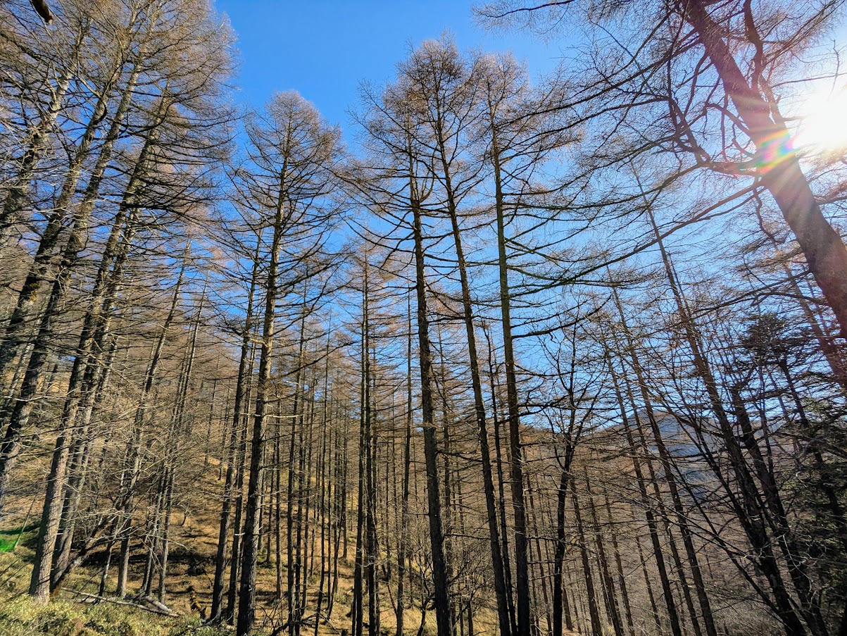 大菩薩嶺(福ちゃん荘から雷岩)