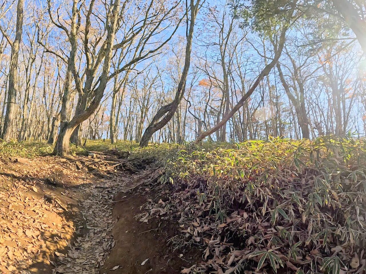 大菩薩嶺(上日川峠から福ちゃん荘)
