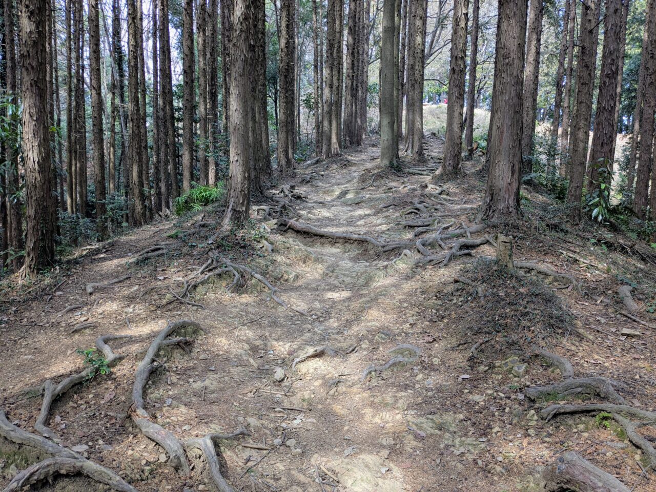 日和田山(高指山山頂から物見山)