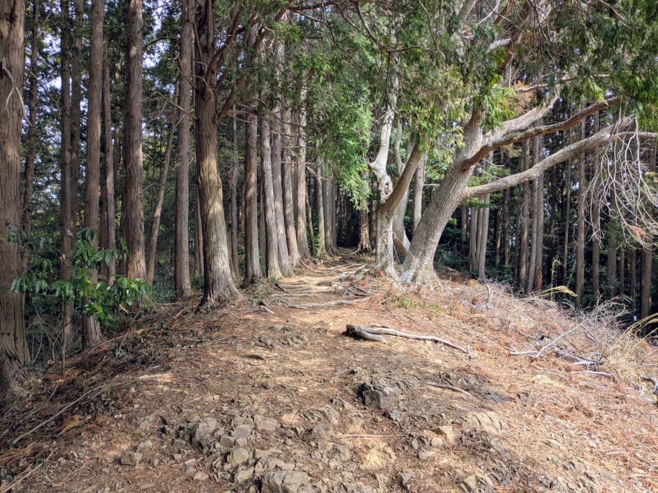 物見山山頂から三角点への道のり