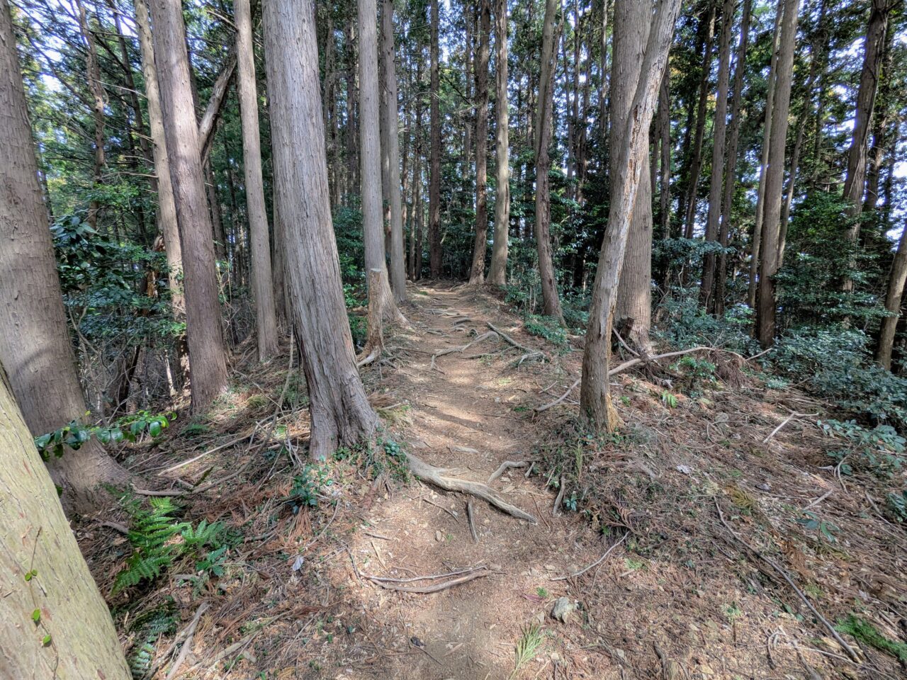 物見山山頂から三角点への道のり