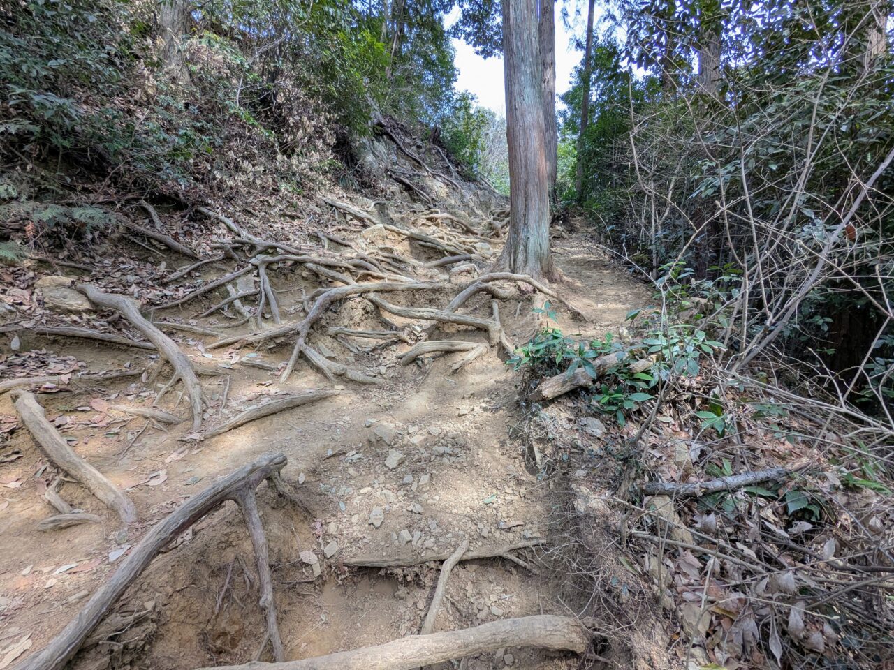 日和田山(日和田山登山口から日和田山山頂)