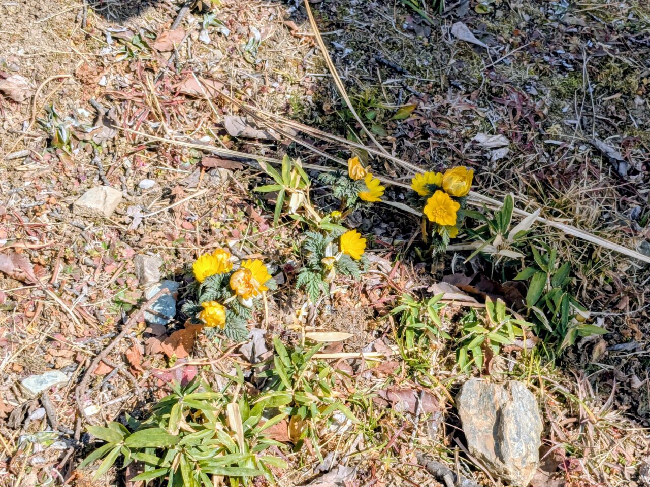 宝登山の福寿草