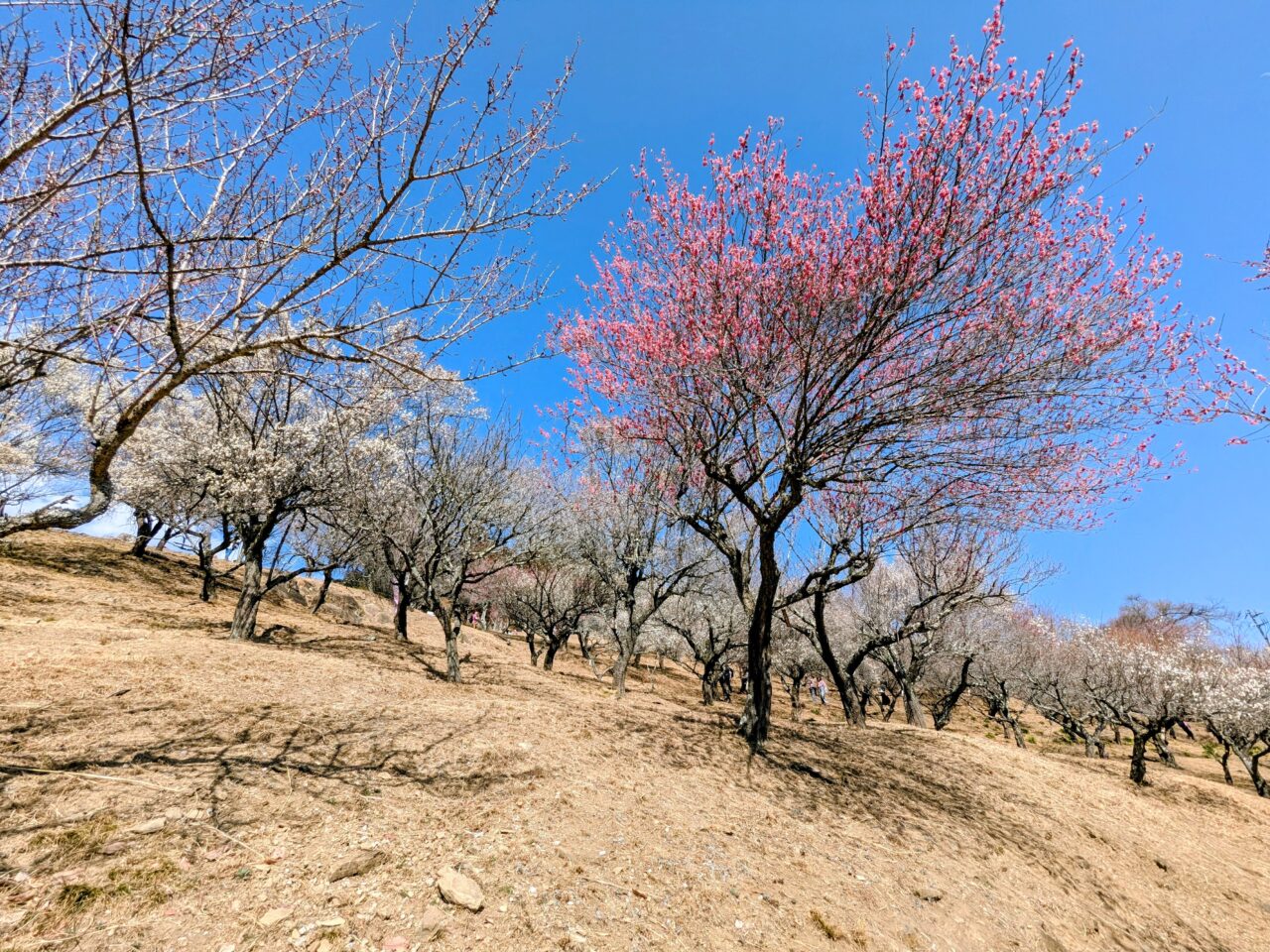 宝登山の梅百花園