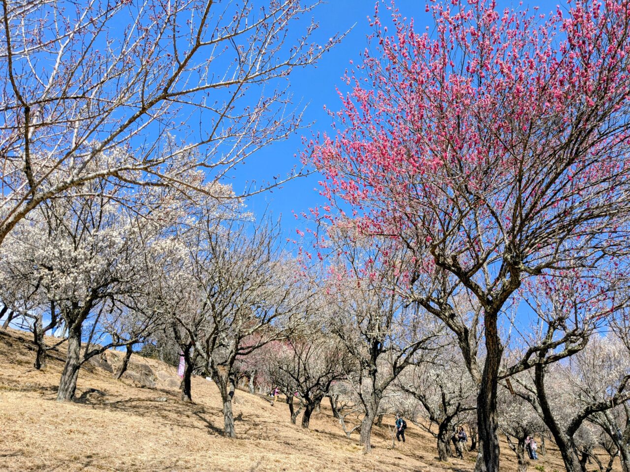 宝登山の梅百花園