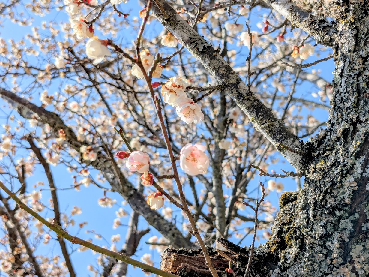 宝登山の梅百花園