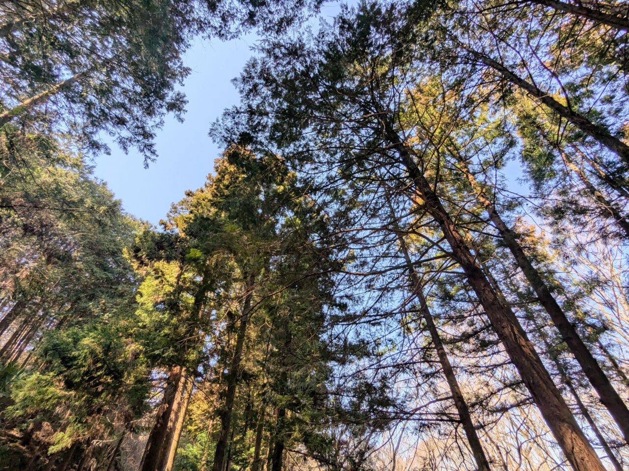 宝登山（長瀞アルプス登山口から宝登山山頂）