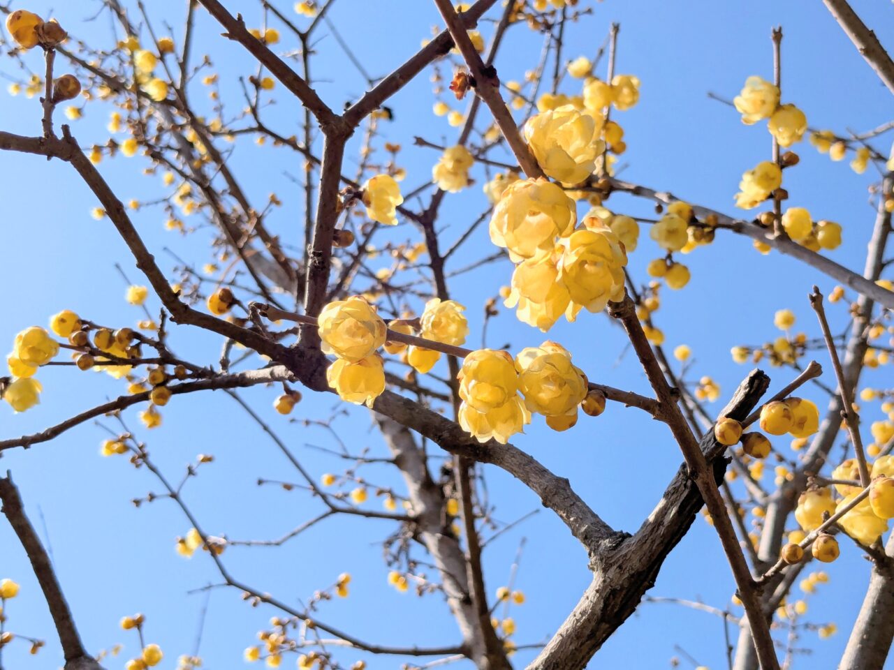 宝登山の蝋梅園