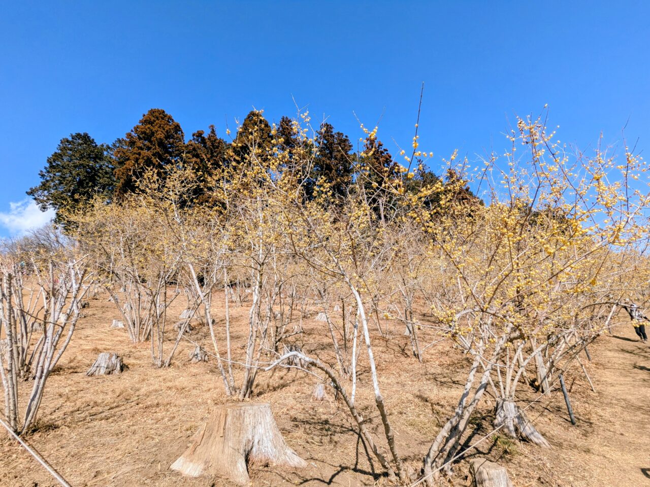 宝登山の蝋梅園