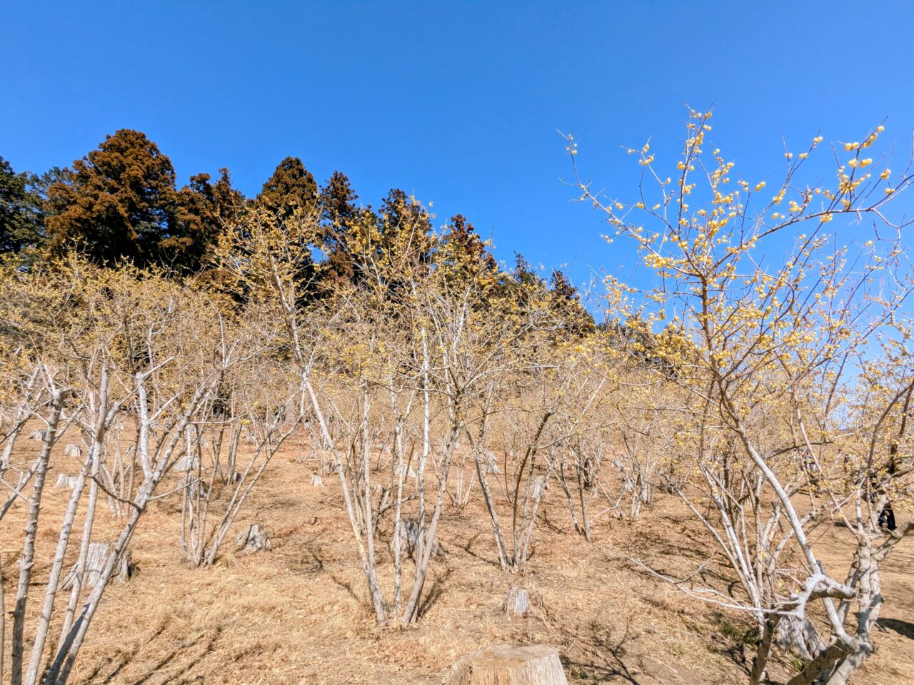 宝登山の蝋梅園