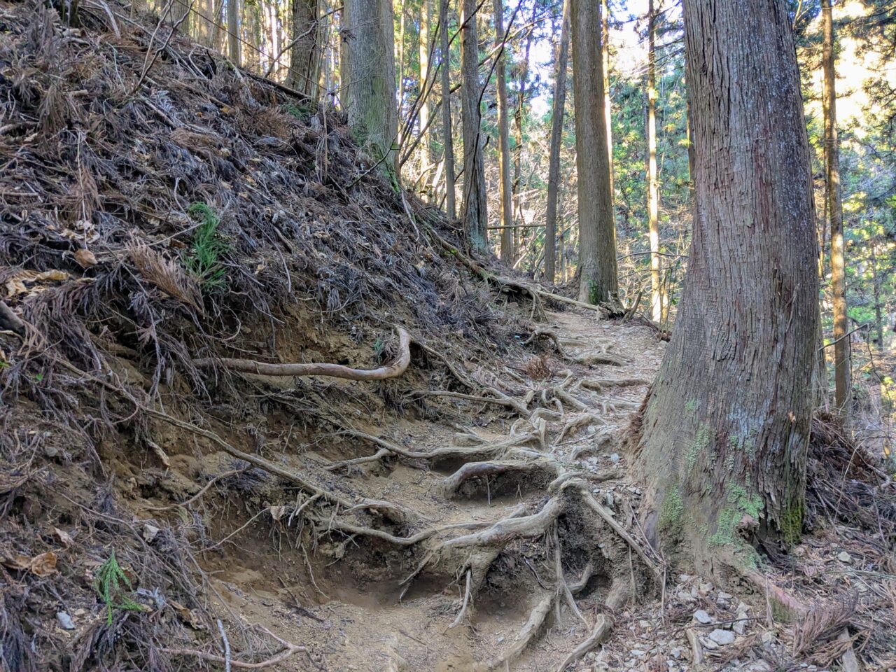 陣馬山(新ハイキングコース登山口から陣馬山山頂)