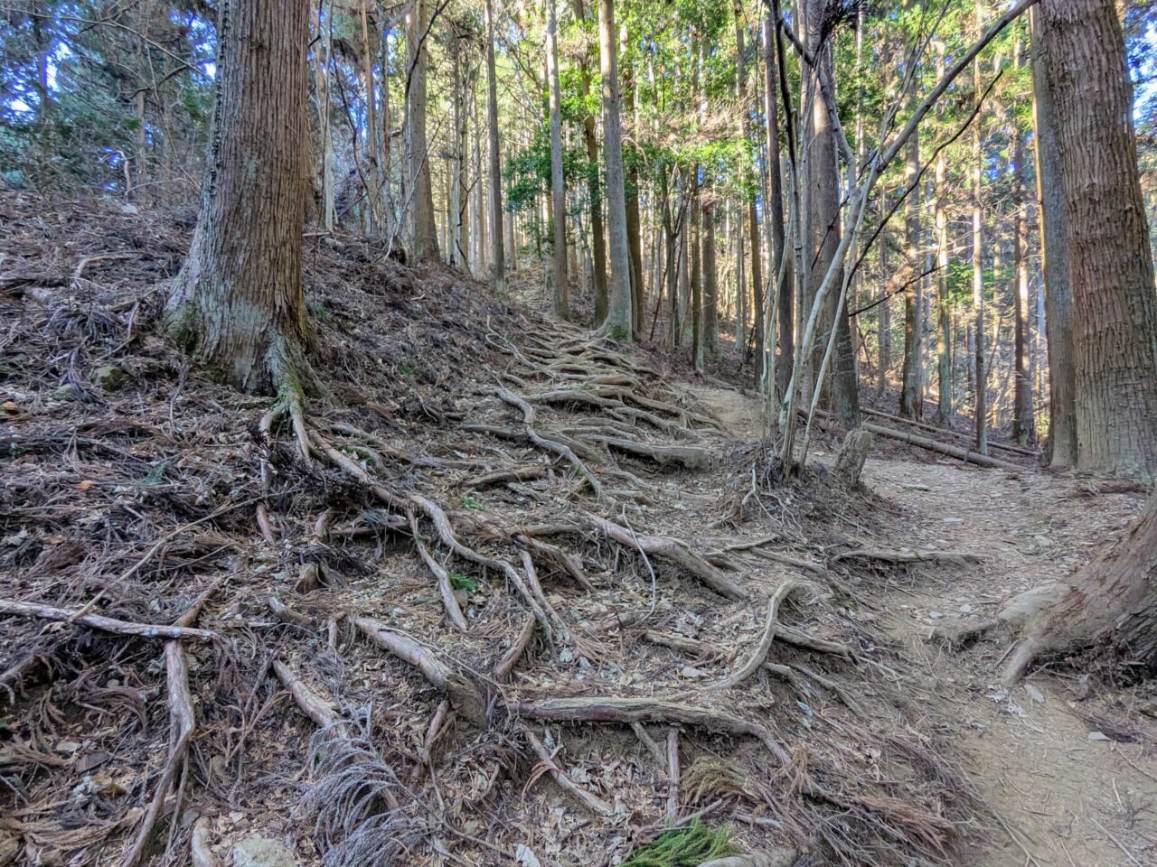 陣馬山(新ハイキングコース登山口から陣馬山山頂)