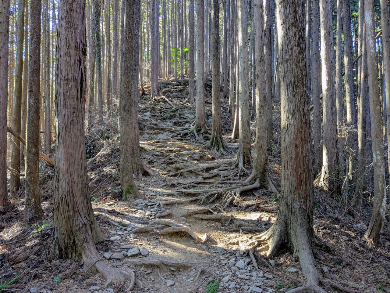陣馬山(新ハイキングコース登山口から陣馬山山頂)