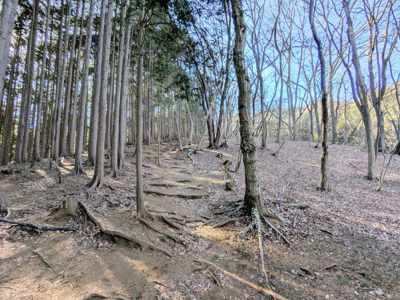 陣馬山(新ハイキングコース登山口から陣馬山山頂)