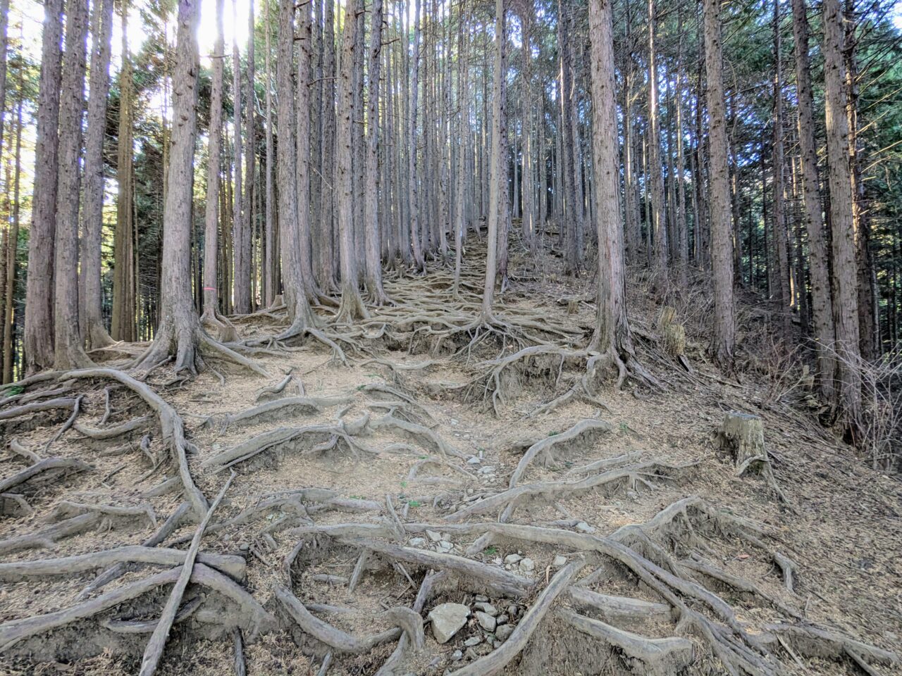 陣馬山(新ハイキングコース登山口から陣馬山山頂)