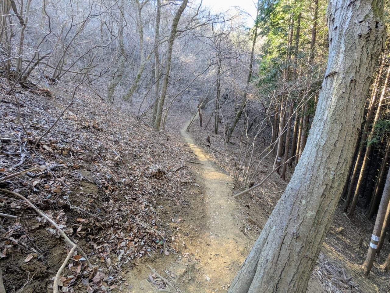 陣馬山(新ハイキングコース登山口から陣馬山山頂)
