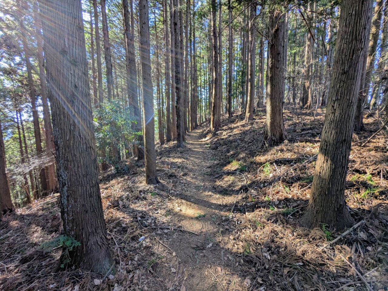 陣馬山(陣馬山山頂から陣馬登山口)