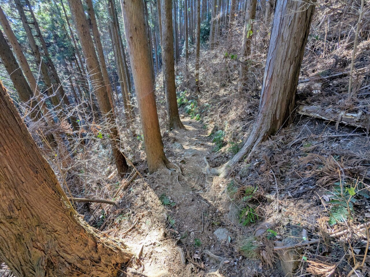 陣馬山(陣馬山山頂から陣馬登山口)