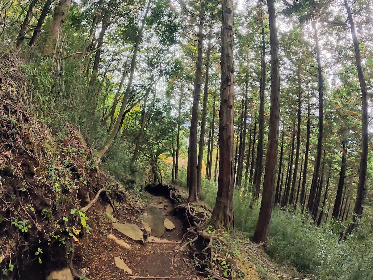 金時山(金時登山口ルート)