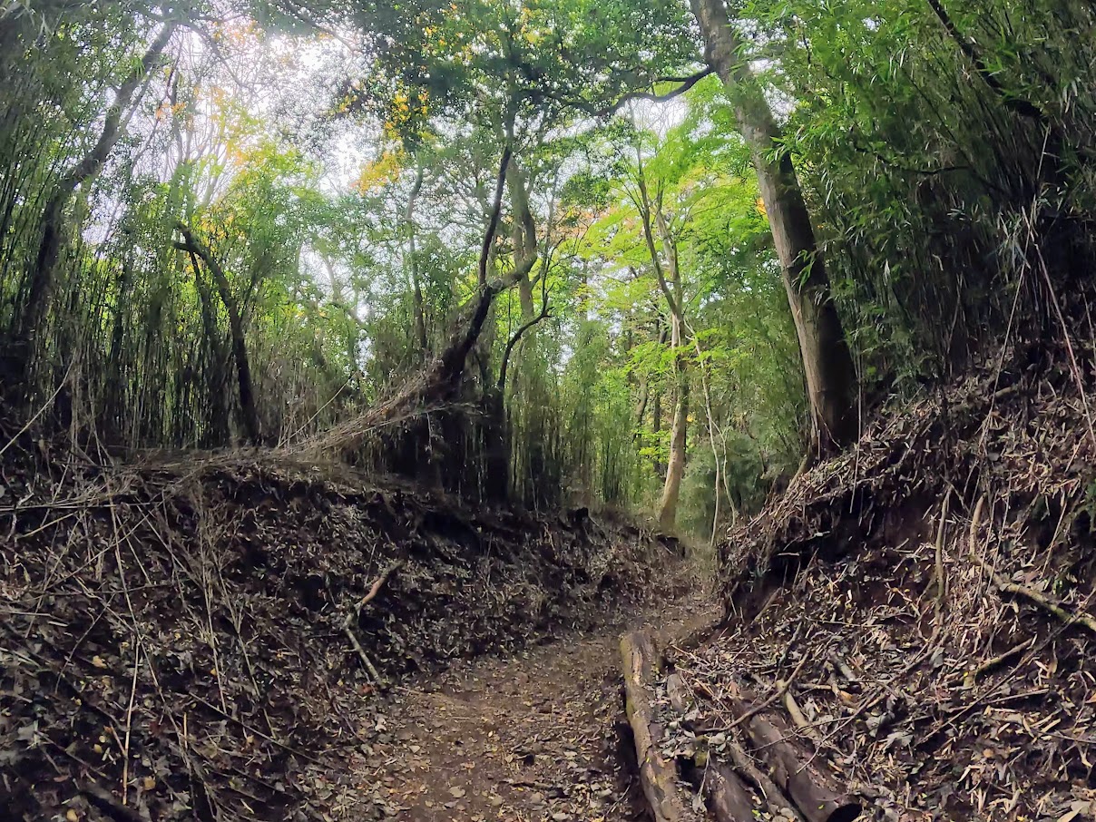 金時山(金時登山口ルート)