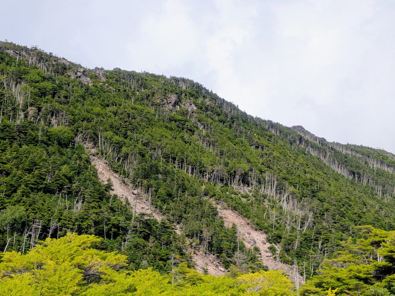 縞枯れ