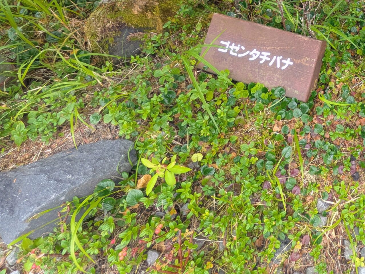 坪庭(ゴゼンタチバナ)