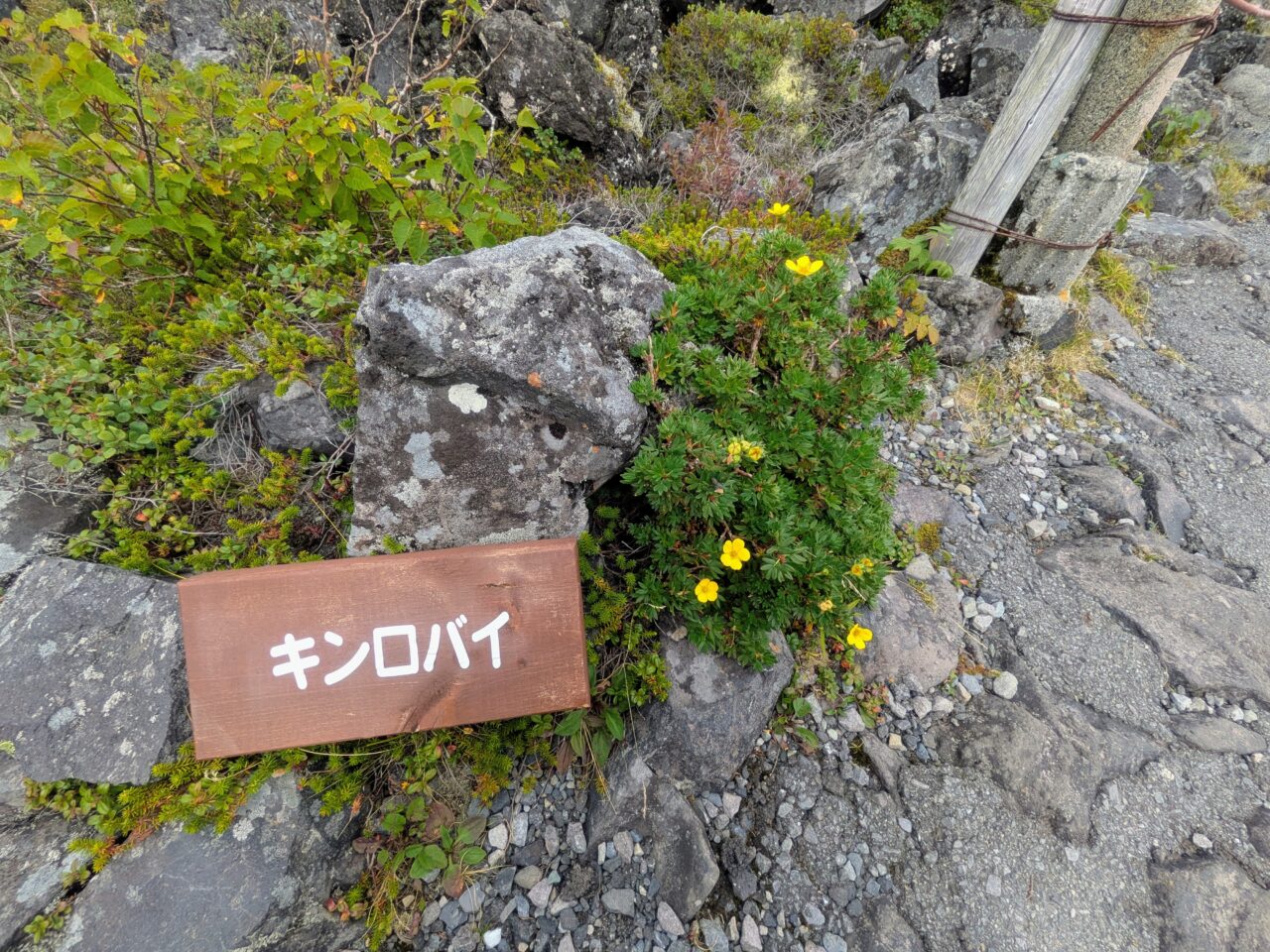 坪庭(キンロバイ)
