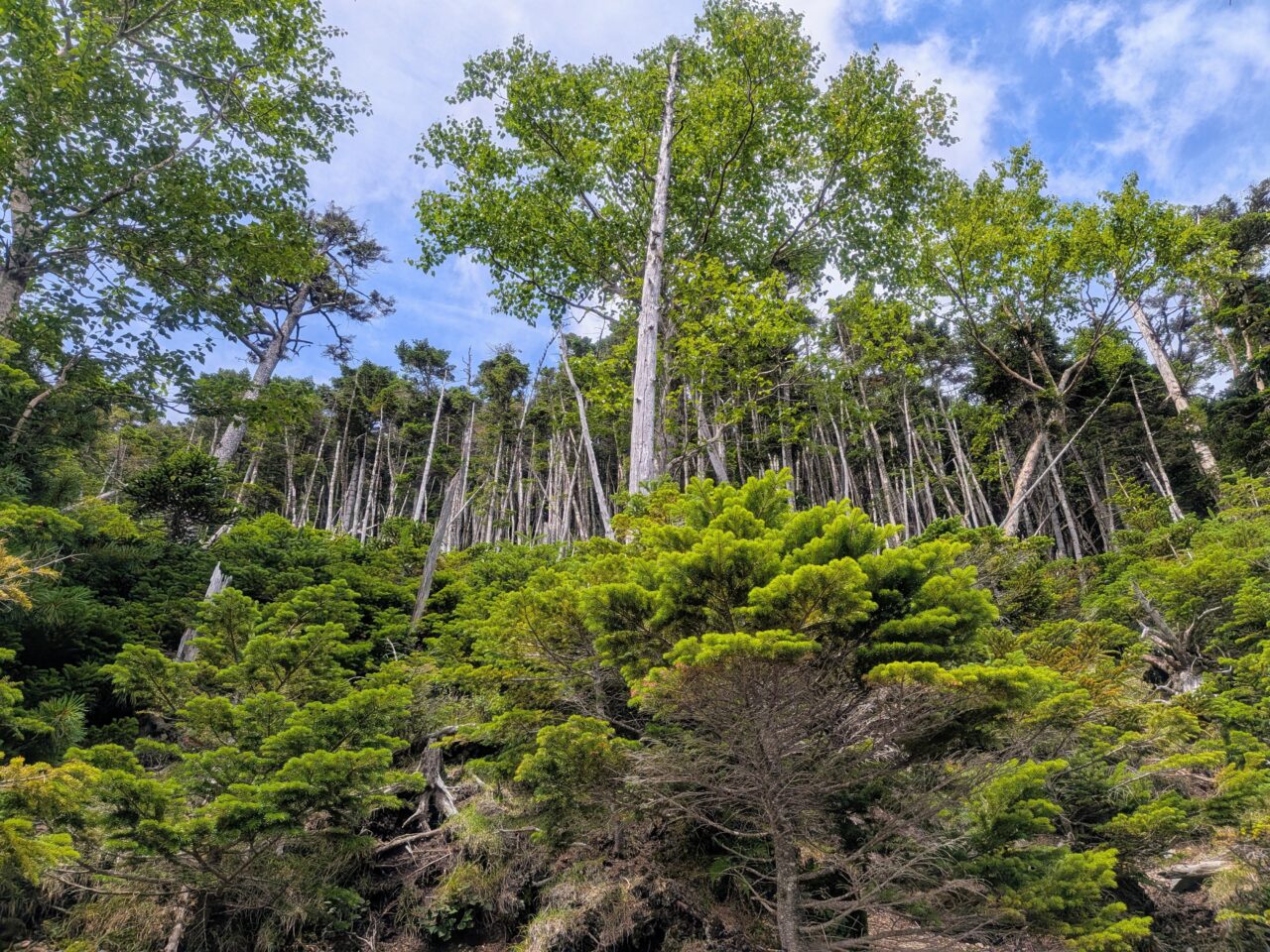 北横岳(山頂駅から北横岳山頂)