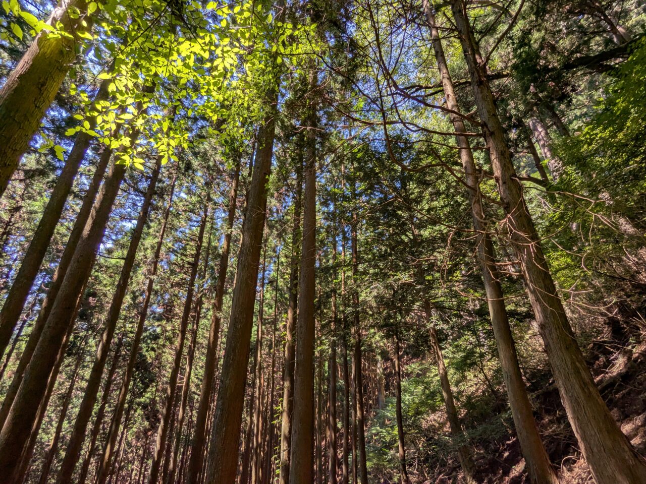 御岳山(ロックガーデン)