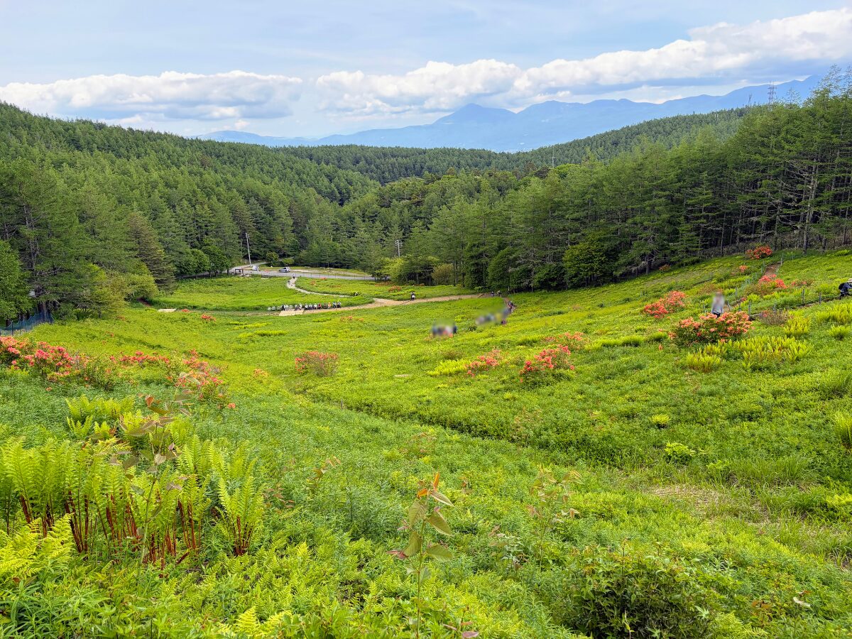 入笠山(花畑)