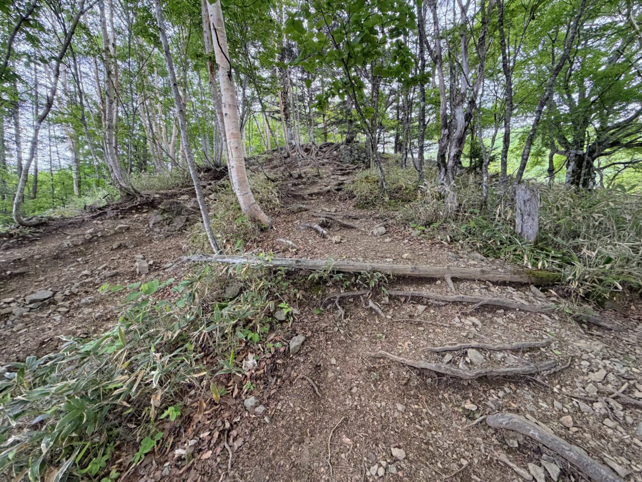 入笠山(花畑(入笠山登山口)から入笠山山頂)