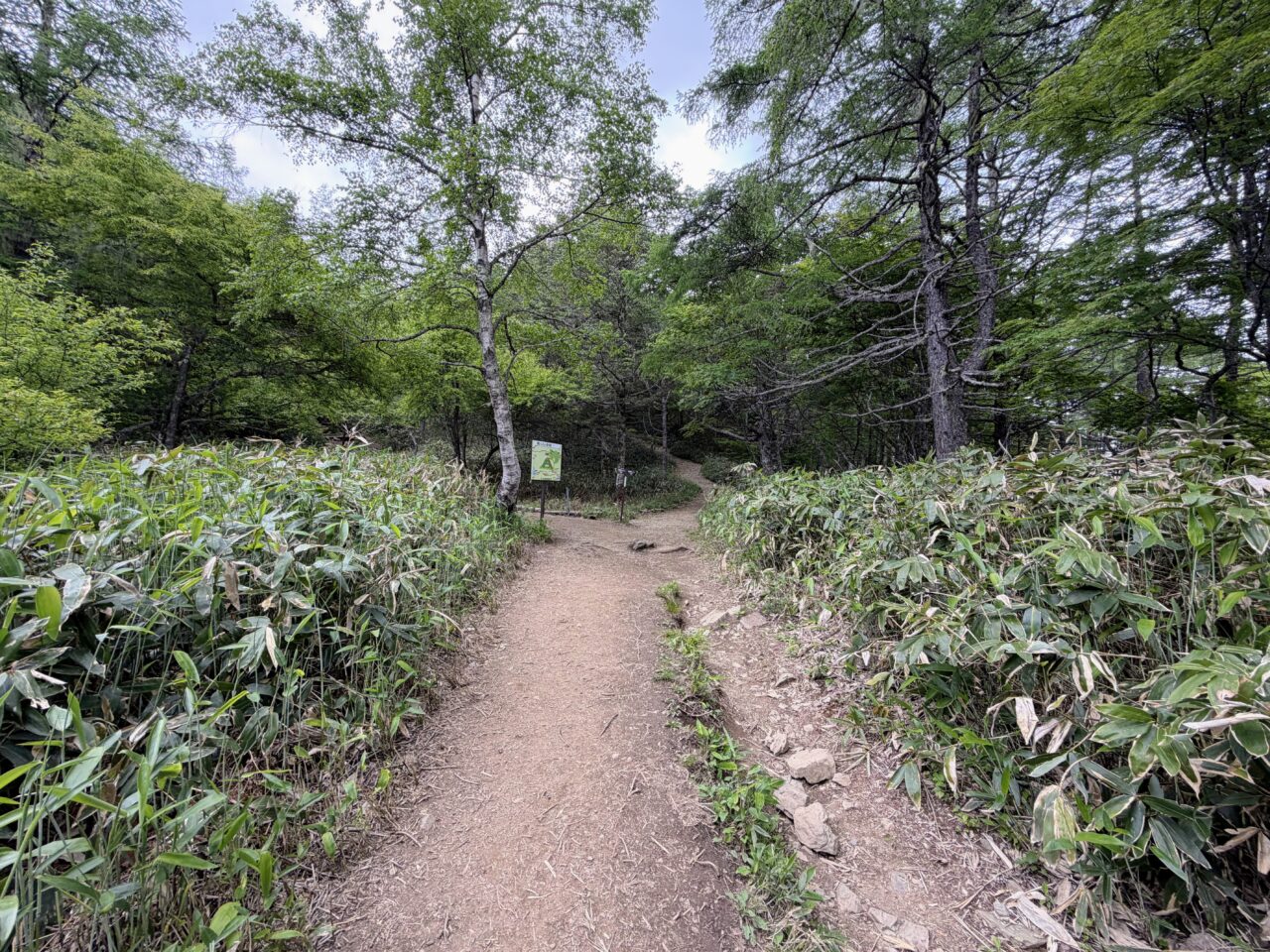 入笠山(花畑(入笠山登山口)から入笠山山頂)