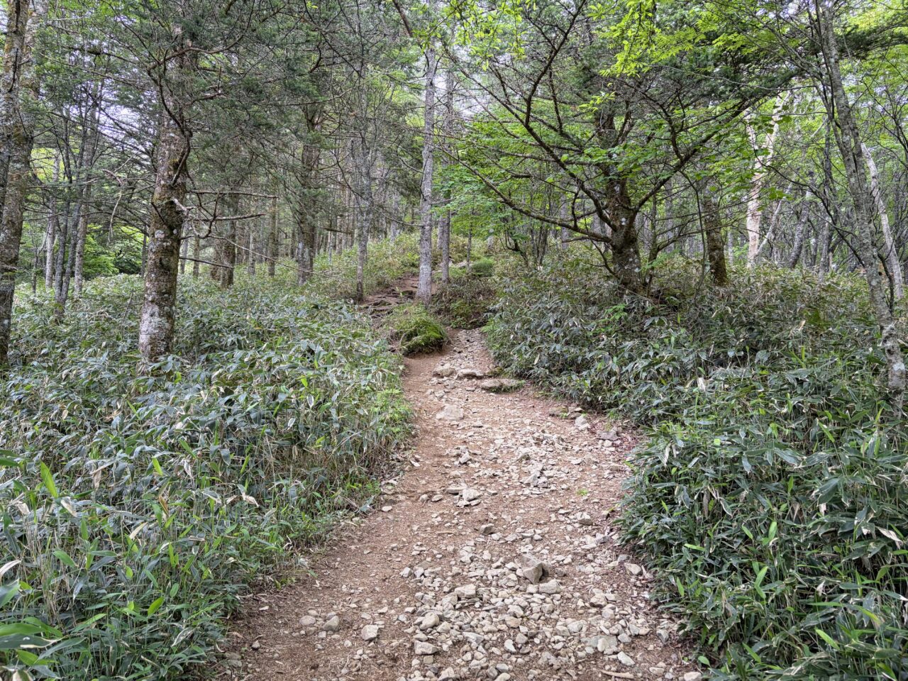 入笠山(花畑(入笠山登山口)から入笠山山頂)