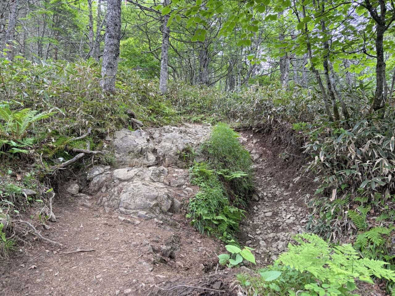 入笠山(花畑(入笠山登山口)から入笠山山頂)