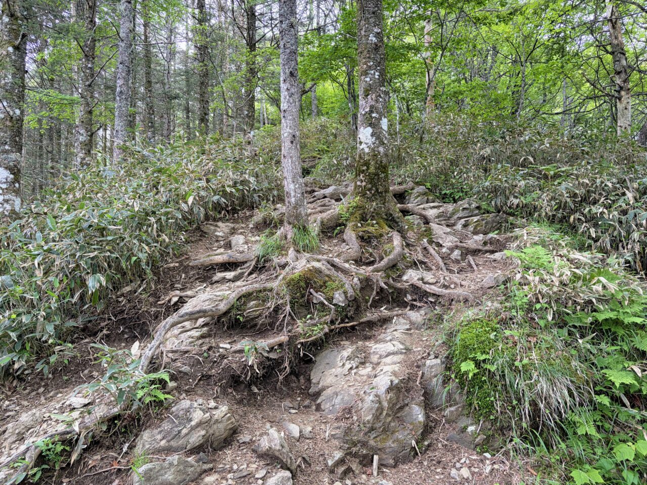 入笠山(花畑(入笠山登山口)から入笠山山頂)