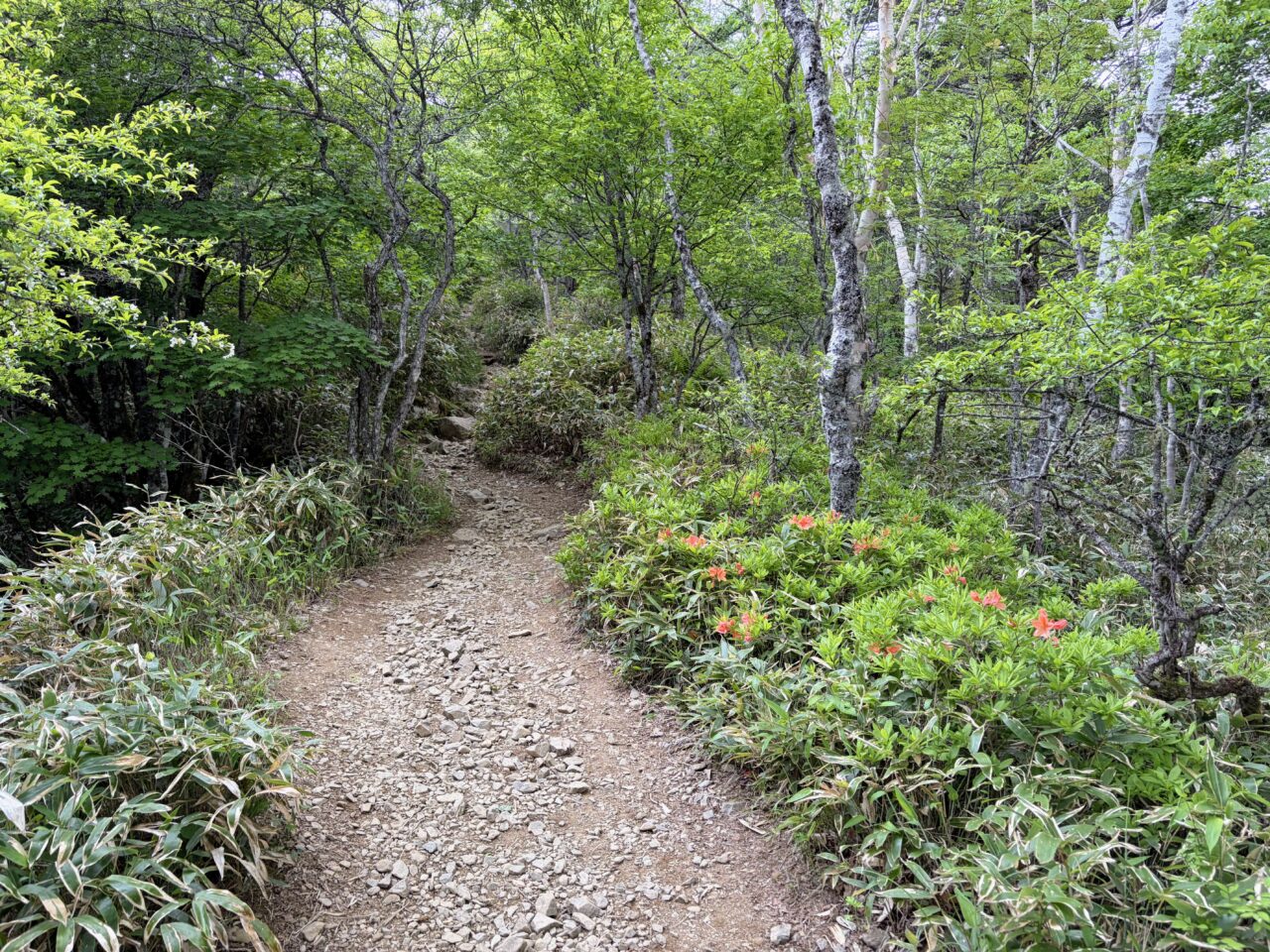 入笠山(花畑(入笠山登山口)から入笠山山頂)
