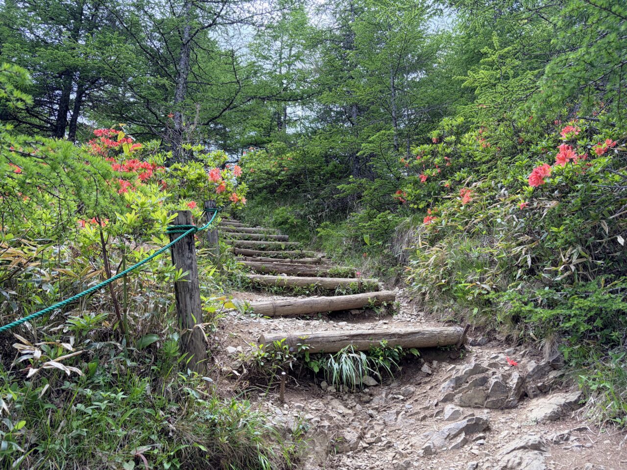 入笠山(花畑(入笠山登山口)から入笠山山頂)