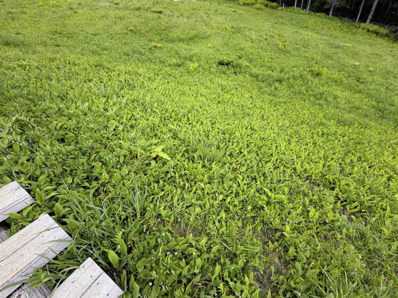 日本すずらんの群落(入笠湿原)