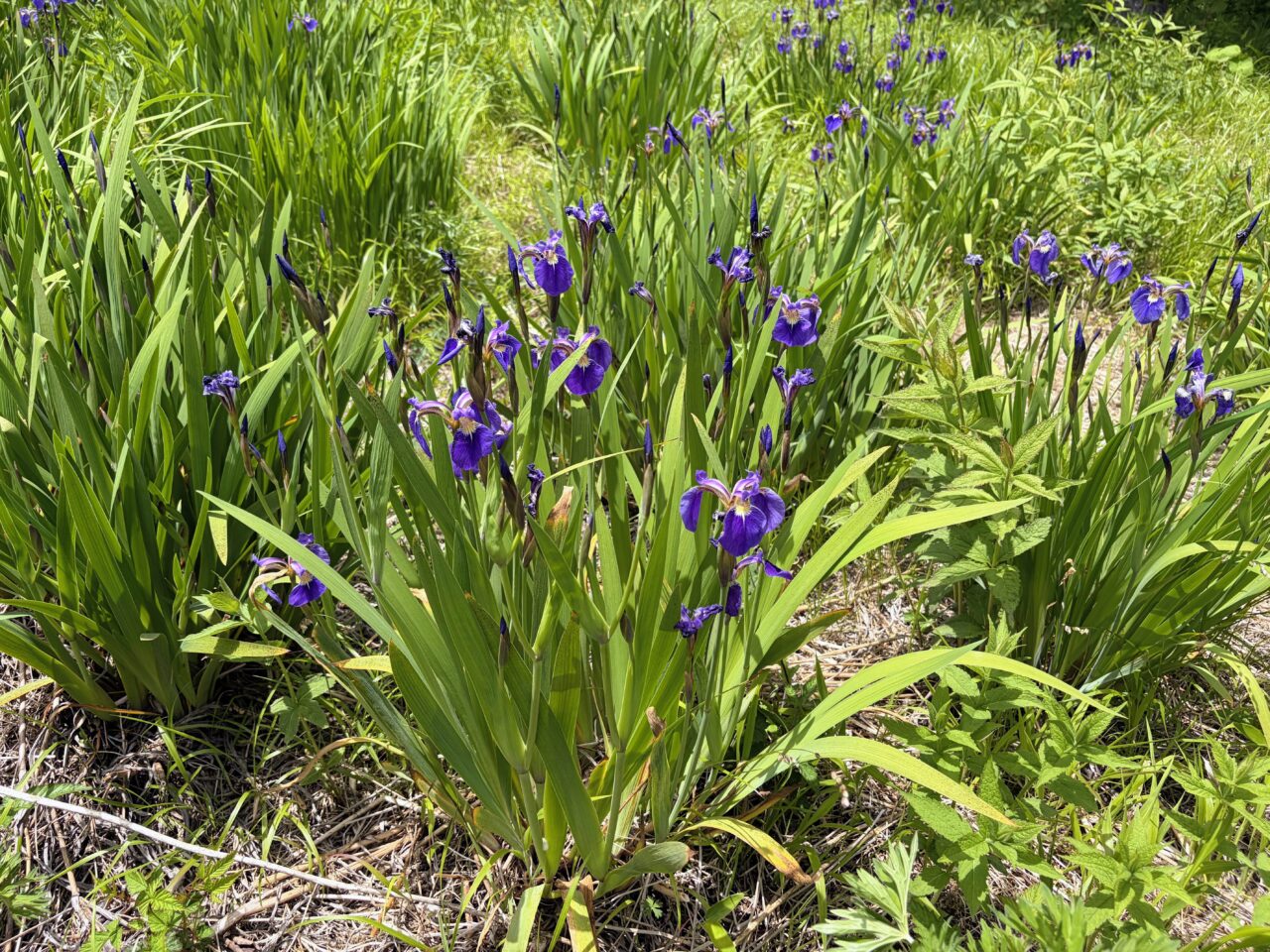 アヤメ(入笠すずらん山野草公園)