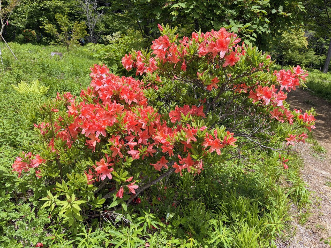 レンゲツツジ(入笠すずらん山野草公園)