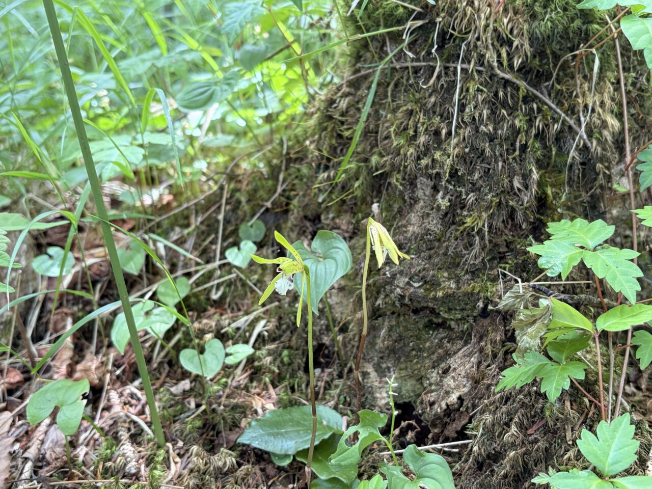イチヨウラン(入笠すずらん山野草公園)