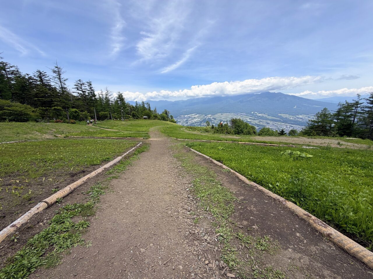 ドイツすずらん(入笠すずらん山野草公園)