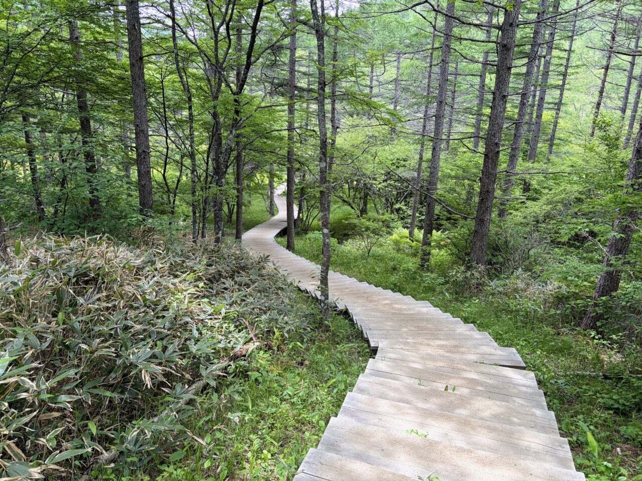 入笠山(入笠山ハイキングコース入口から入笠湿原)