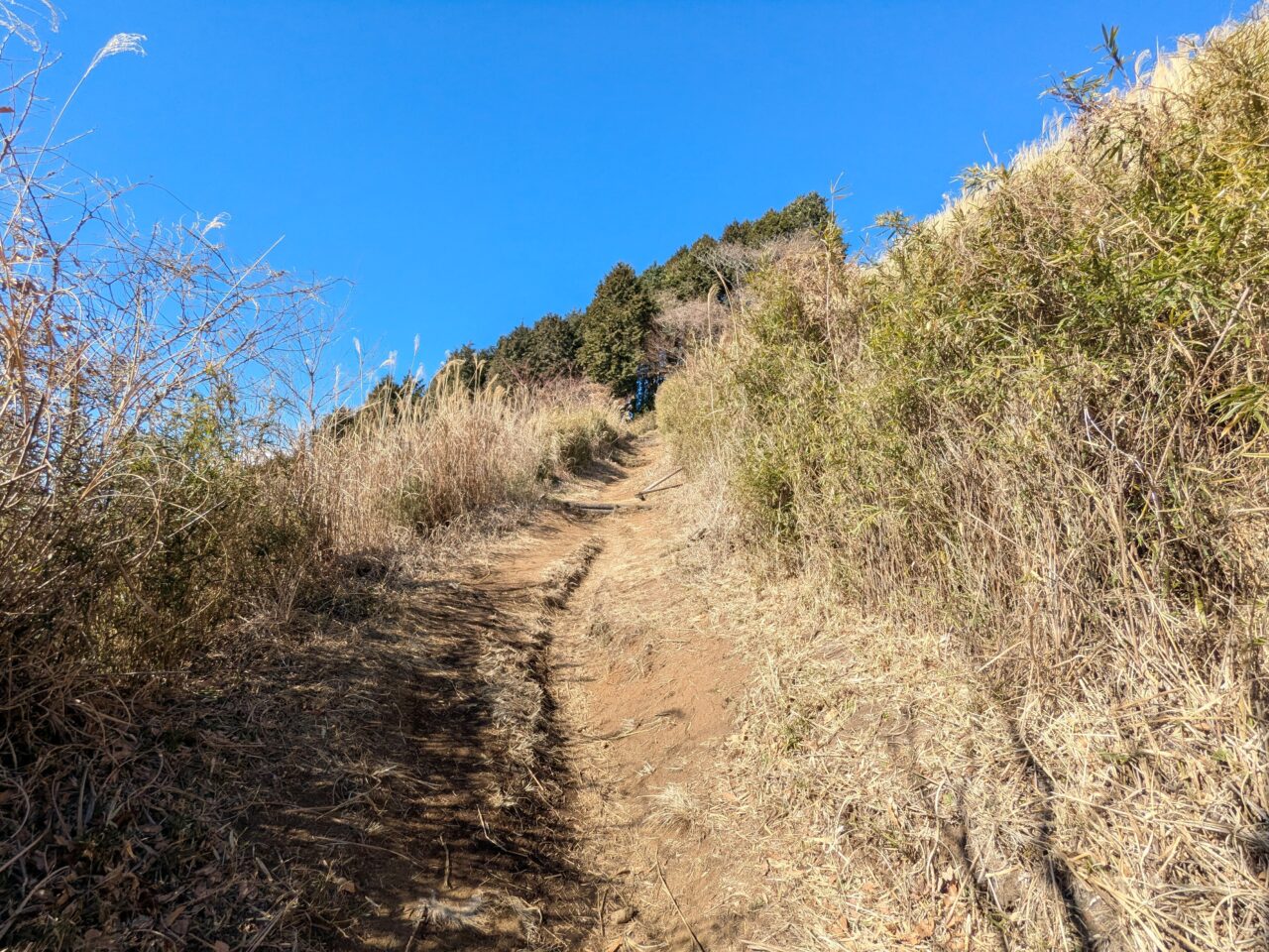 大野山（谷峨駅から大野山山頂）