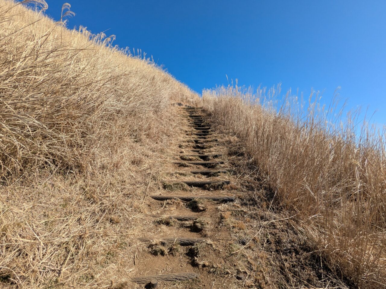 大野山（谷峨駅から大野山山頂）