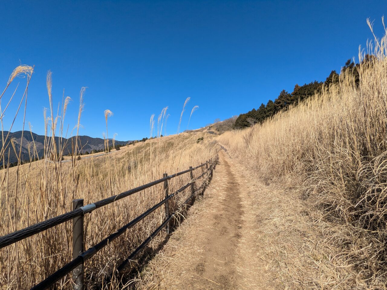 大野山（谷峨駅から大野山山頂）