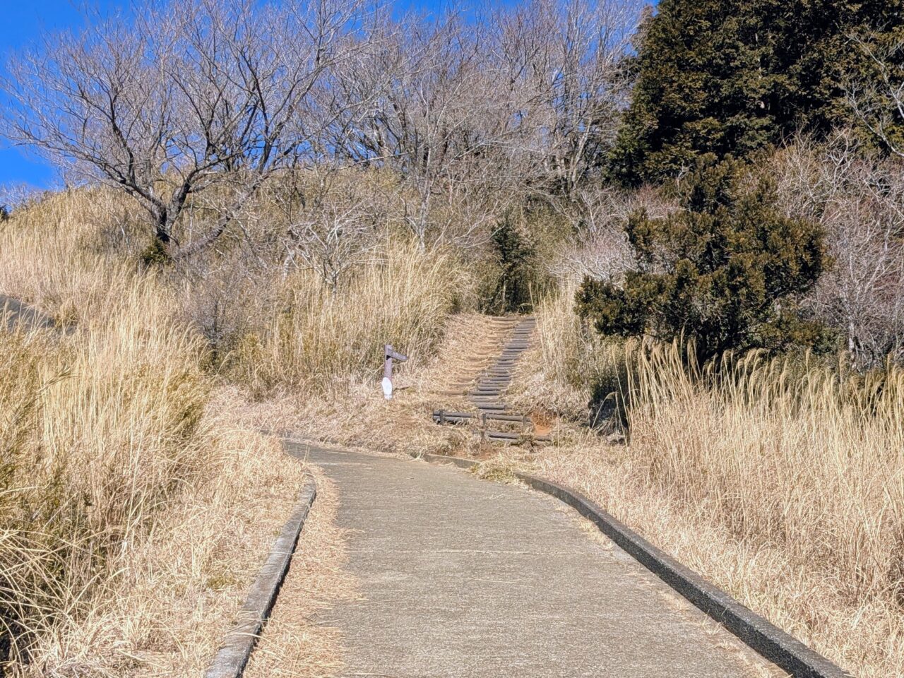 大野山（谷峨駅から大野山山頂）