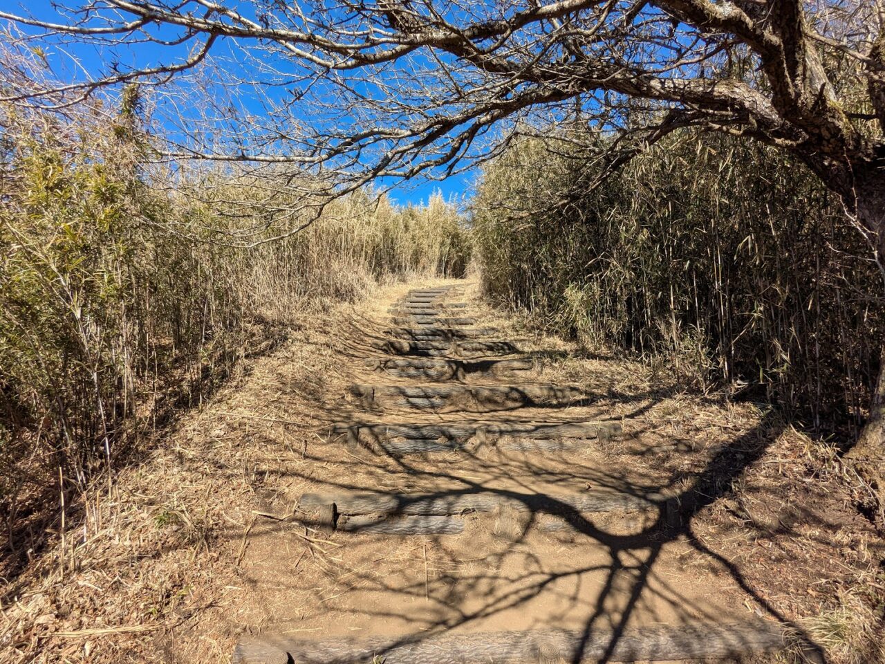 大野山（谷峨駅から大野山山頂）