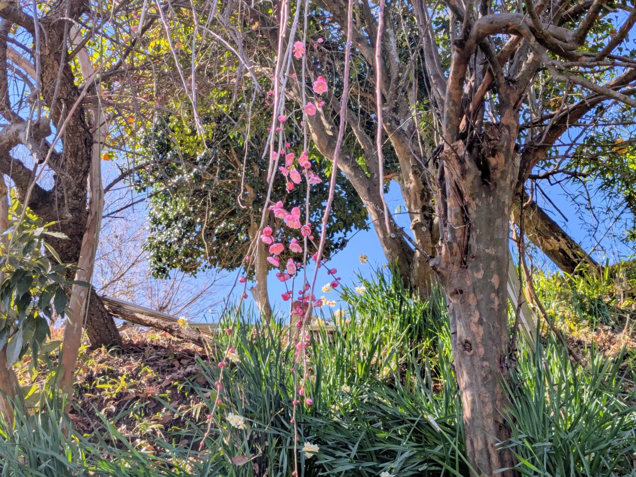 大野山（大野山山頂から山北駅）