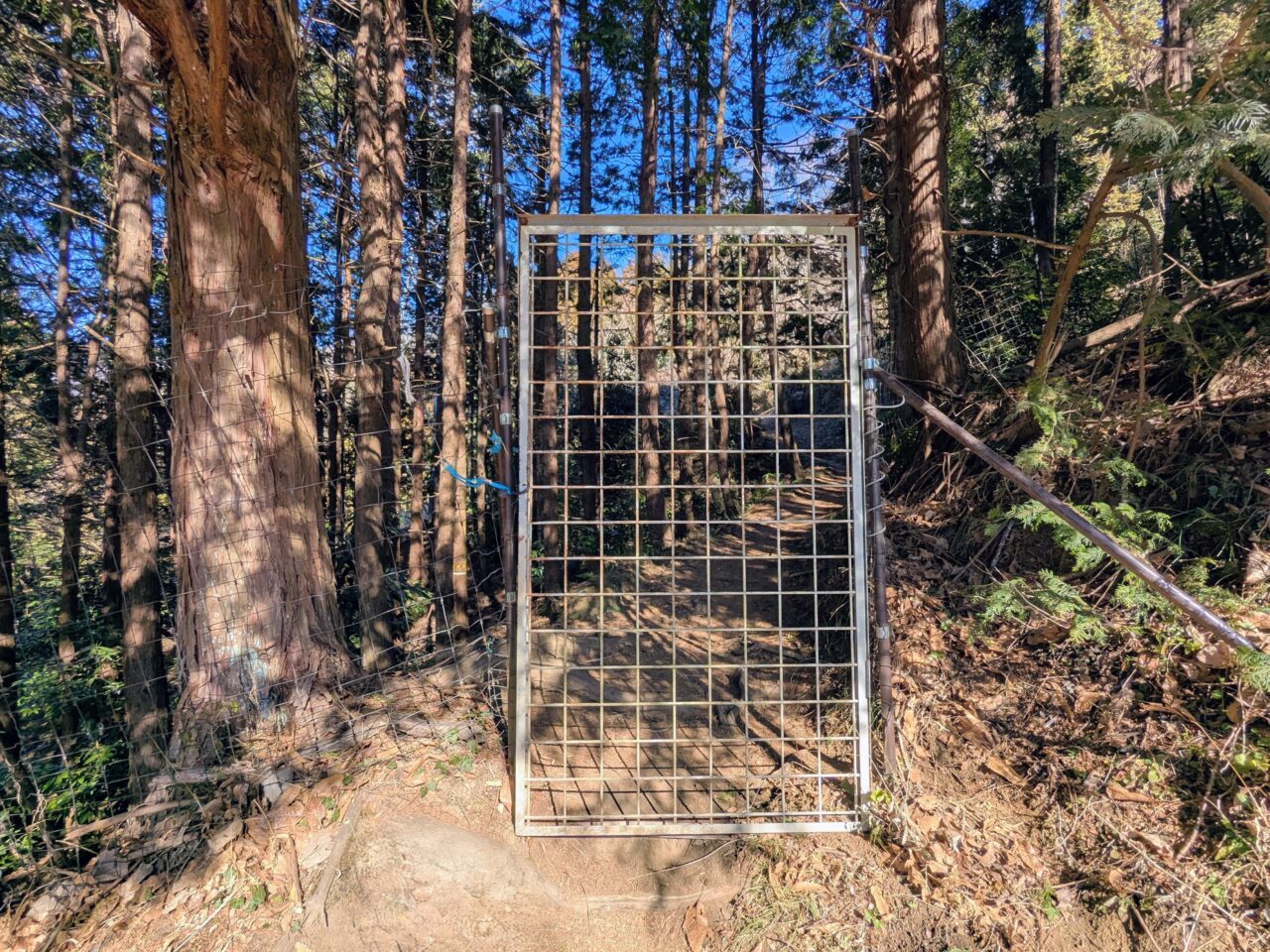大野山（谷峨駅から大野山山頂）